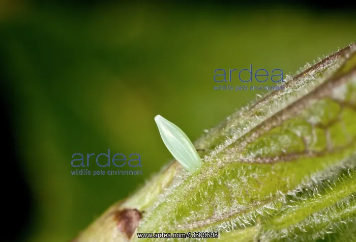 : Brimstone Butterfly - eggs - on Purging Buckthorn in spring : Brimstone Butterfly - eggs - on Purging Buckthorn in spring