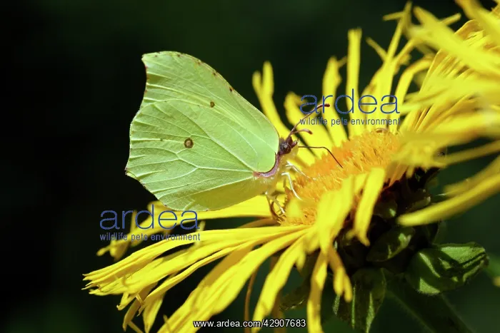  : Brimstone Butterfly - feeding on garden plant