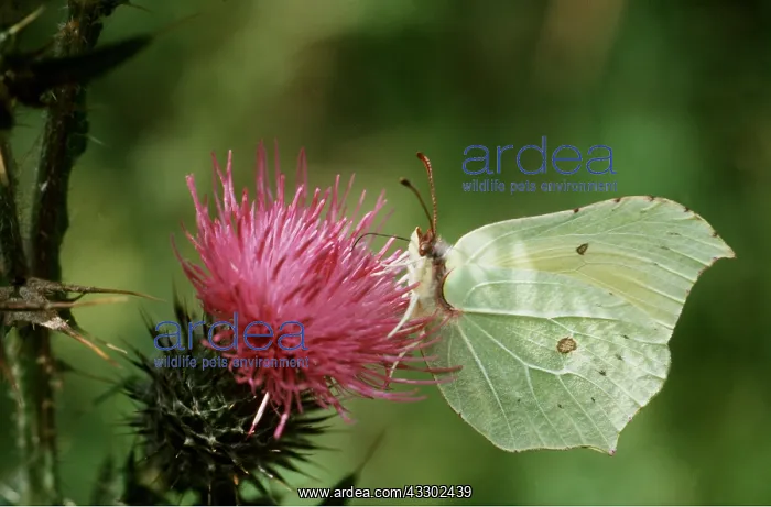 : BRIMSTONE BUTTERFLY - feeding on thistle, side view
