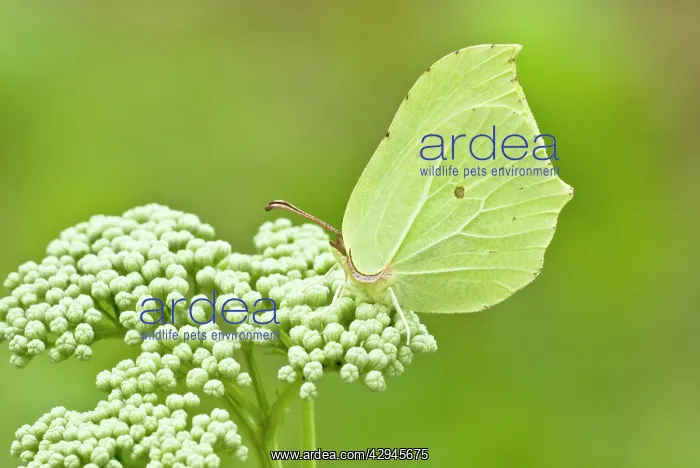 : Brimstone butterfly - female : Brimstone butterfly - female