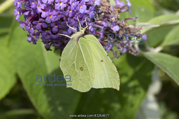 : Brimstone butterfly Gonepteryx rhamni feedng on : Brimstone butterfly Gonepteryx rhamni feedng on
