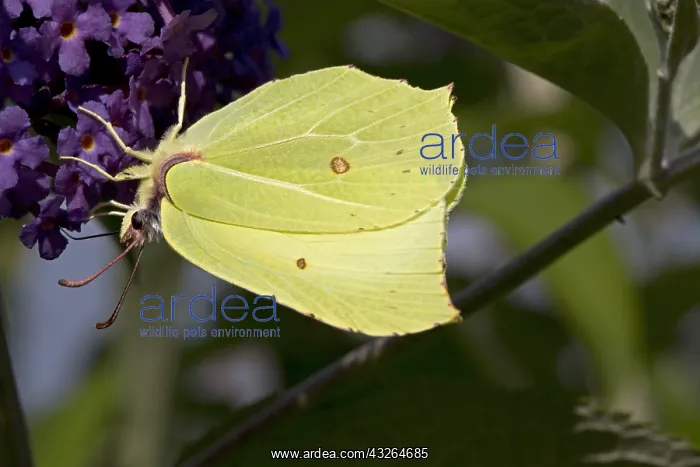 : Brimstone butterfly Gonepteryx rhamni feedng on : Brimstone butterfly Gonepteryx rhamni feedng on