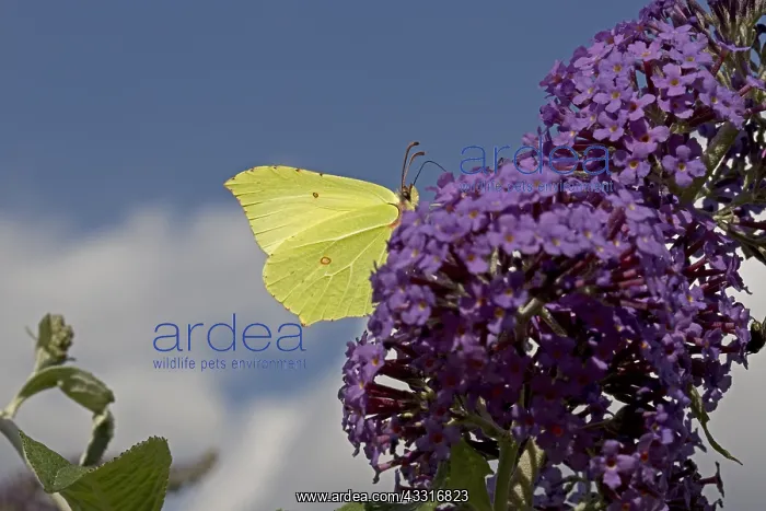 : Brimstone butterfly Gonepteryx rhamni feedng on : Brimstone butterfly Gonepteryx rhamni feedng on