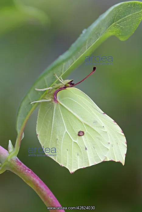 : Brimstone Butterfly - male : Brimstone Butterfly - male