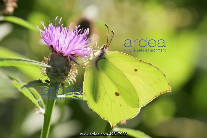  : Brimstone Butterfly - male feeding, wings closed side view