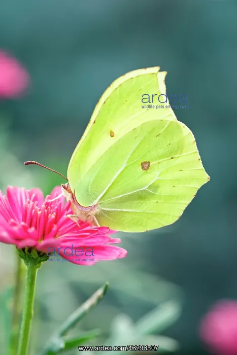 : Brimstone Butterfly - on Marguerite Daisy flower : Brimstone Butterfly - on Marguerite Daisy flower