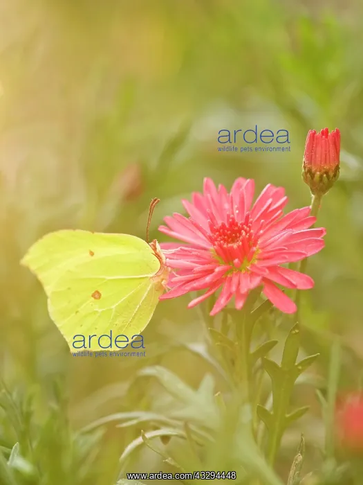 : Brimstone Butterfly - on Marguerite Daisy flower : Brimstone Butterfly - on Marguerite Daisy flower