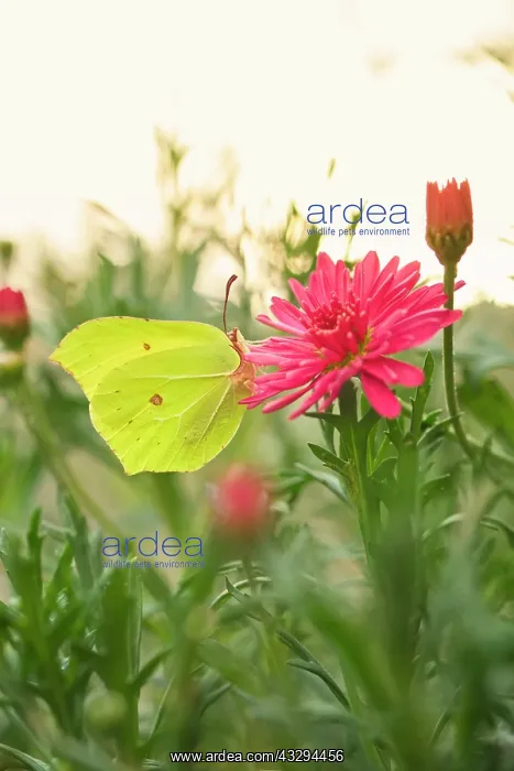 : Brimstone Butterfly - on Marguerite Daisy flower : Brimstone Butterfly - on Marguerite Daisy flower