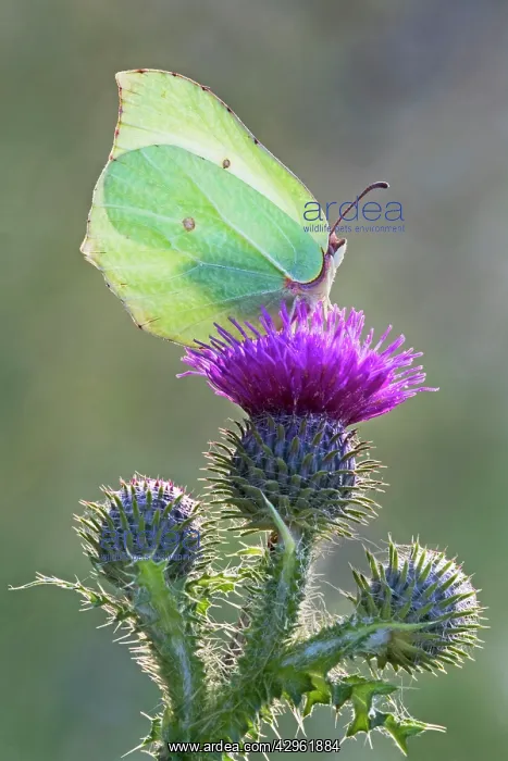 : Brimstone Butterfly - perched on thistle and being : Brimstone Butterfly - perched on thistle and being