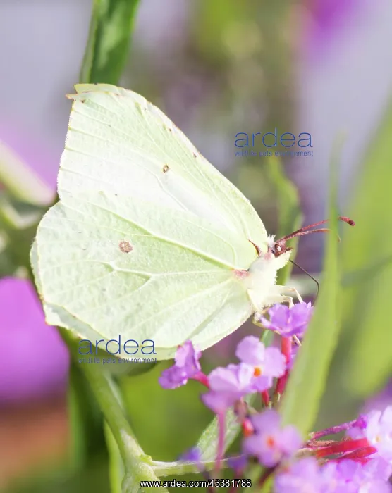 : Brimstone butterfly sitting on the blossoms of a flower : Brimstone butterfly sitting on the blossoms of a flower