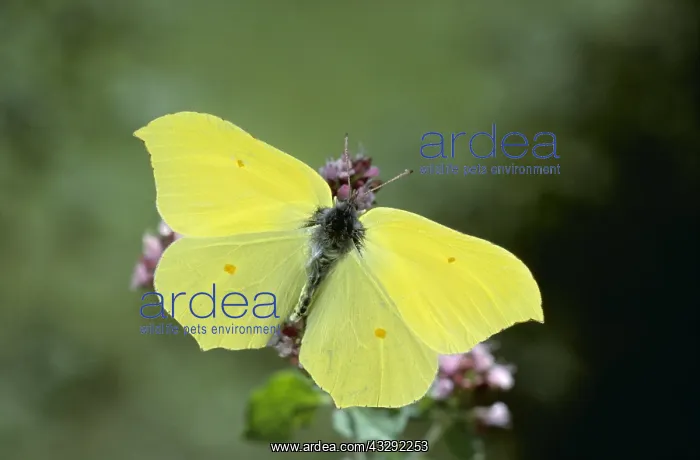 : Brimstone BUTTERFLY - with wings open : Brimstone BUTTERFLY - with wings open