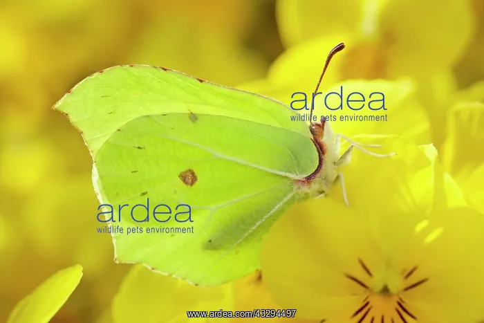 : Brimstone Butterfly - on yellow Viola flower : Brimstone Butterfly - on yellow Viola flower