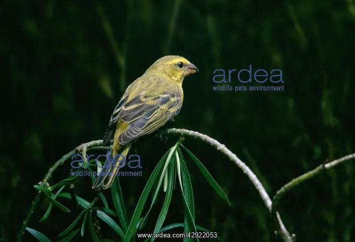 : Brimstone Canary : Brimstone Canary