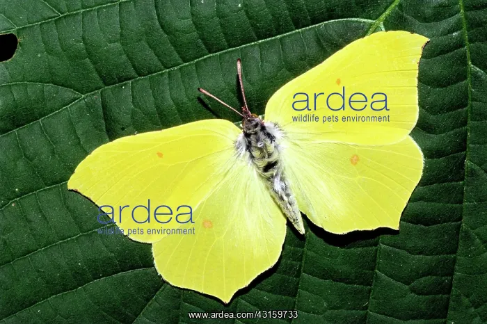 : Brimstone (Gonepteryx rhamni) on a leaf : Brimstone (Gonepteryx rhamni) on a leaf