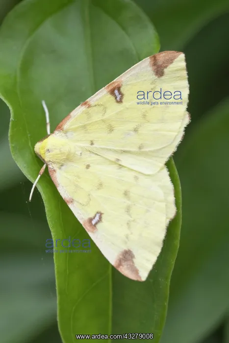  : Brimstone Moth