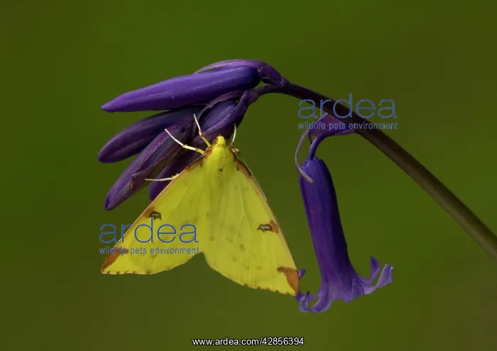 : Brimstone Moth - on bluebell flower, with wings open. Spring : Brimstone Moth - on bluebell flower, with wings open. Spring