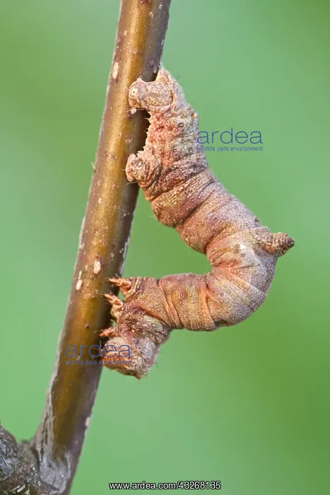 : Brimstone Moth Larva - Norfolk UK : Brimstone Moth Larva - Norfolk UK