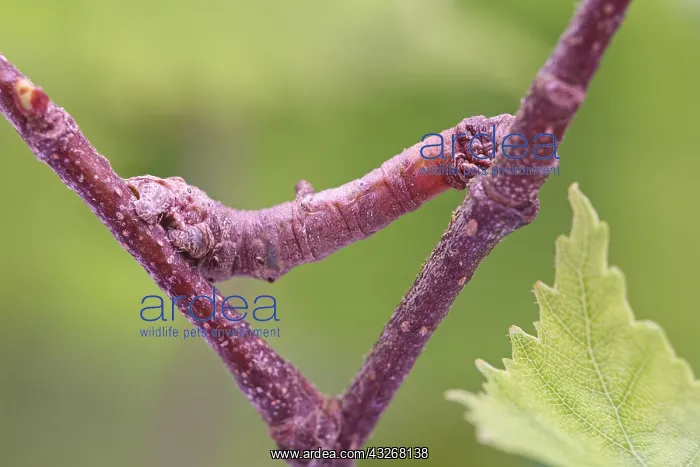: Brimstone Moth Larva - Norfolk UK : Brimstone Moth Larva - Norfolk UK
