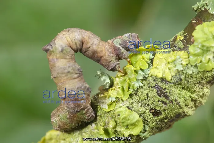 : Brimstone Moth Larva - Norfolk UK : Brimstone Moth Larva - Norfolk UK