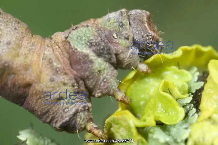 : Brimstone Moth Larva - Norfolk UK : Brimstone Moth Larva - Norfolk UK