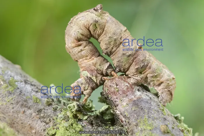: Brimstone Moth Larva - Norfolk UK : Brimstone Moth Larva - Norfolk UK