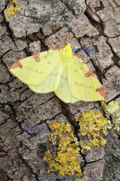 : Brimstone Moth - with lichen on tree trunk