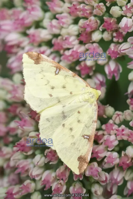 : Brimstone moth resting on Sedum flowers, Norfolk UK : Brimstone moth resting on Sedum flowers, Norfolk UK