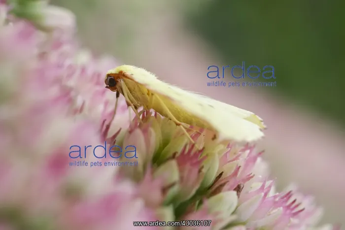 : Brimstone moth resting on Sedum flowers, Norfolk UK : Brimstone moth resting on Sedum flowers, Norfolk UK
