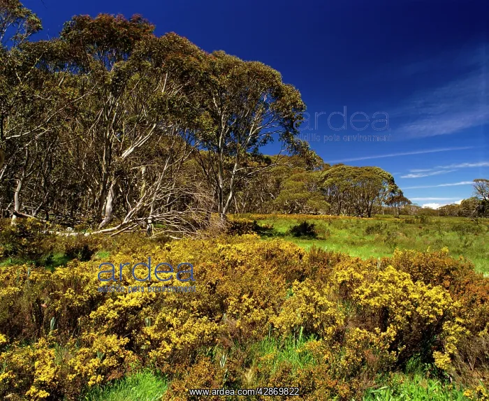 : Brindabella Range Namadgi National Park : Brindabella Range Namadgi National Park