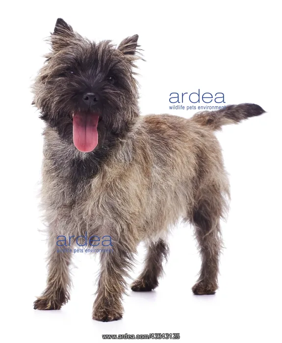 : Brindle coated Cairn Terrier : Brindle coated Cairn Terrier