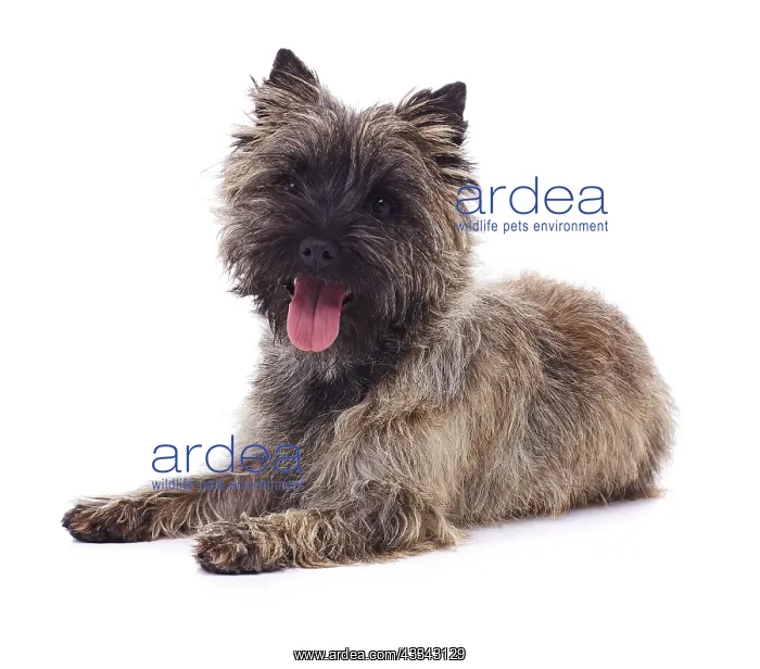: Brindle coated Cairn Terrier : Brindle coated Cairn Terrier