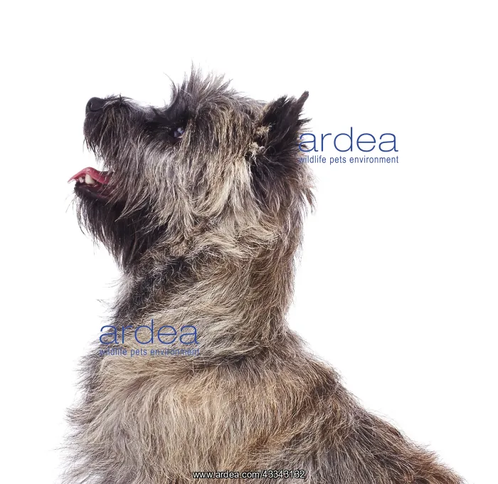 : Brindle coated Cairn Terrier, head and shoulders : Brindle coated Cairn Terrier, head and shoulders
