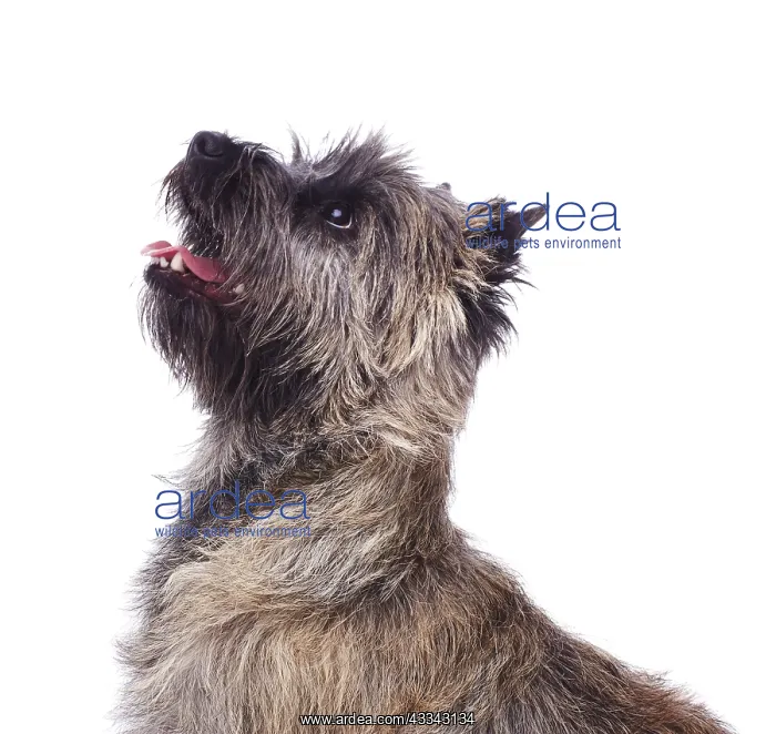 : Brindle coated Cairn Terrier, head and shoulders : Brindle coated Cairn Terrier, head and shoulders