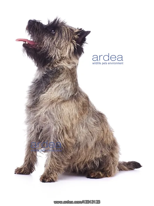 : Brindle coated Cairn Terrier, sitting down, side : Brindle coated Cairn Terrier, sitting down, side