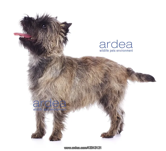 : Brindle coated Cairn Terrier, side view : Brindle coated Cairn Terrier, side view