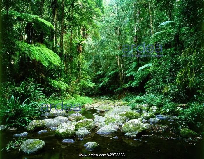 : Brindle Creek: subtropical rainforest : Brindle Creek: subtropical rainforest