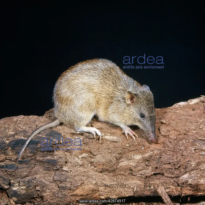 : Brindled Bandicoot : Brindled Bandicoot