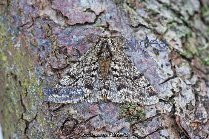 : Brindled Beauty : Brindled Beauty