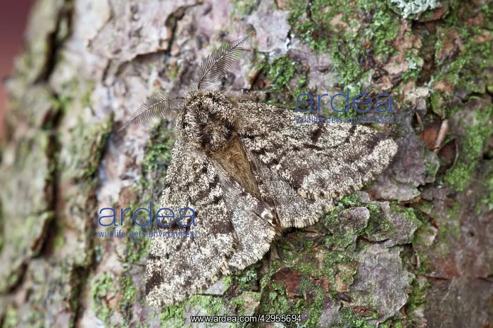 : Brindled Beauty - resting on tree trunk : Brindled Beauty - resting on tree trunk