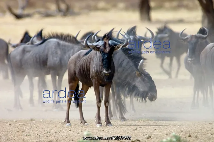 : Brindled Gnu / Blue Wildebeest / Common Wildebeest : Brindled Gnu / Blue Wildebeest / Common Wildebeest