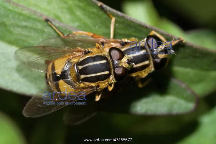 : Brindled Hoverfly : Brindled Hoverfly