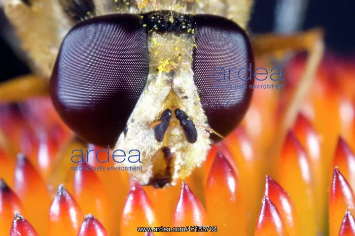 : Brindled Hoverfly : Brindled Hoverfly