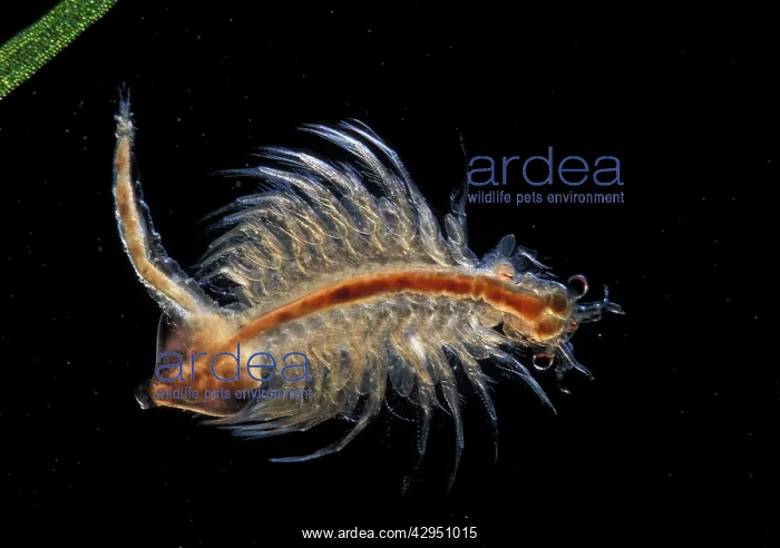  : Brine Shrimp