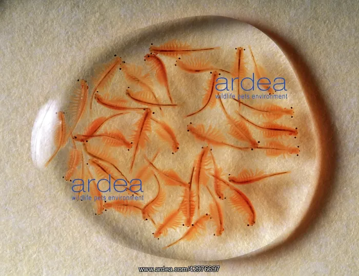 : Brine Shrimp : Brine Shrimp
