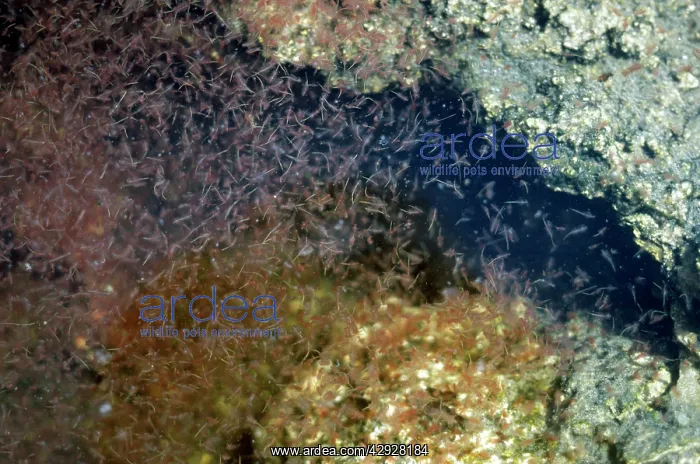 : Brine Shrimp - feeding on green algae : Brine Shrimp - feeding on green algae