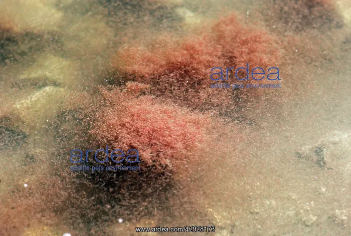 : Brine Shrimp - upwelling : Brine Shrimp - upwelling