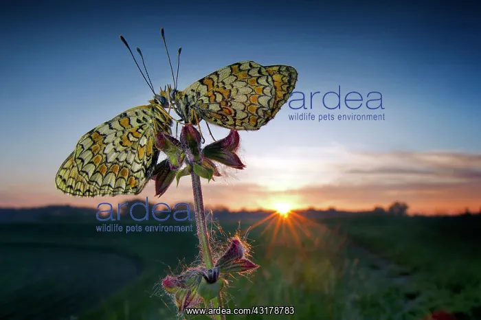 : Bring me to see the sunrise - two butterflies on : Bring me to see the sunrise - two butterflies on