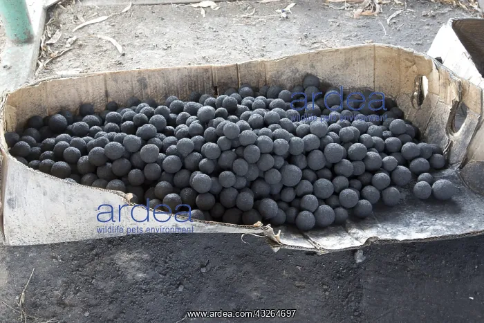 : Briquette balls for African stoves made from charcoal : Briquette balls for African stoves made from charcoal