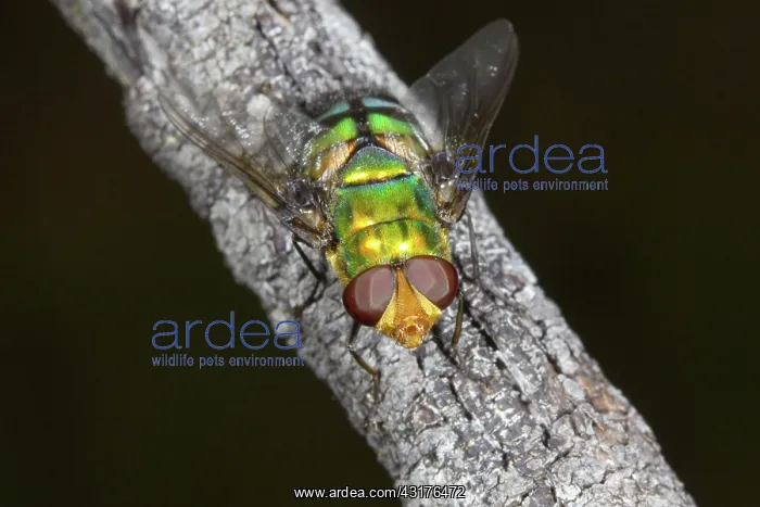 : Bristle Fly : Bristle Fly