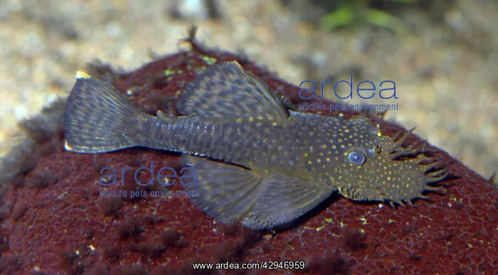 : Bristle-nosed Catfish - freshwater fish : Bristle-nosed Catfish - freshwater fish